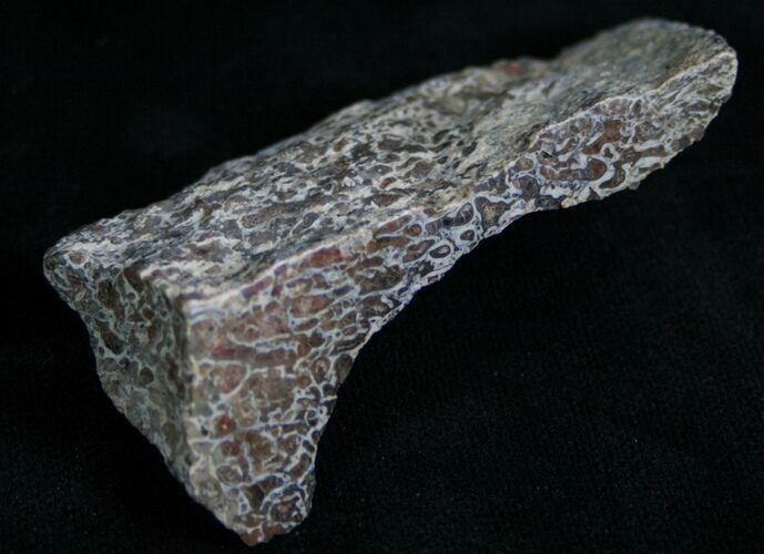 Agatized Dinosaur Bone Chunk (Polished) #7228